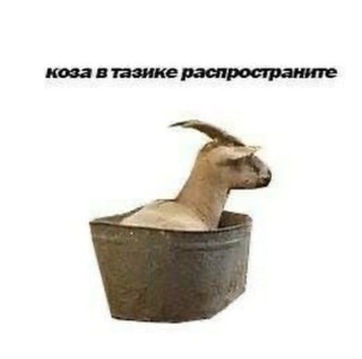 коза в тазике распространите