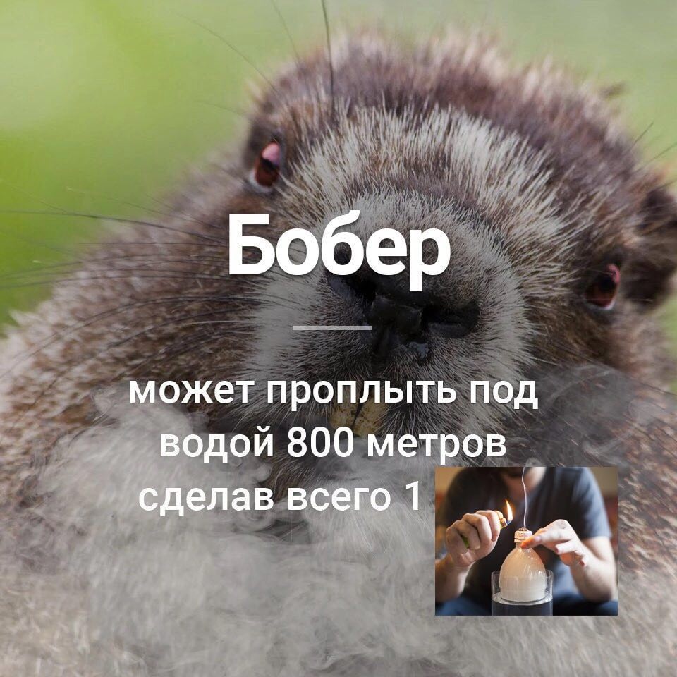 Бобер может проплыть под водой 800 метров сделав всего 1