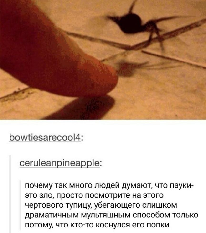 bowtiesarecool4: ceruleanpineapple: почему так много людей думают, что пауки- это зло, просто посмотрите на этого чертового тупицу, убегающего слишком драматичным мультяшным способом только потому, чт