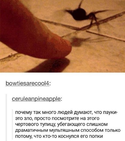 bowtiesarecool4: ceruleanpineapple: почему так много людей думают, что пауки- это зло, просто посмотрите на этого чертового тупицу, убегающего слишком драматичным мультяшным способом только потому, чт