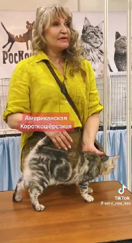 Господи они так мусолят этих котов