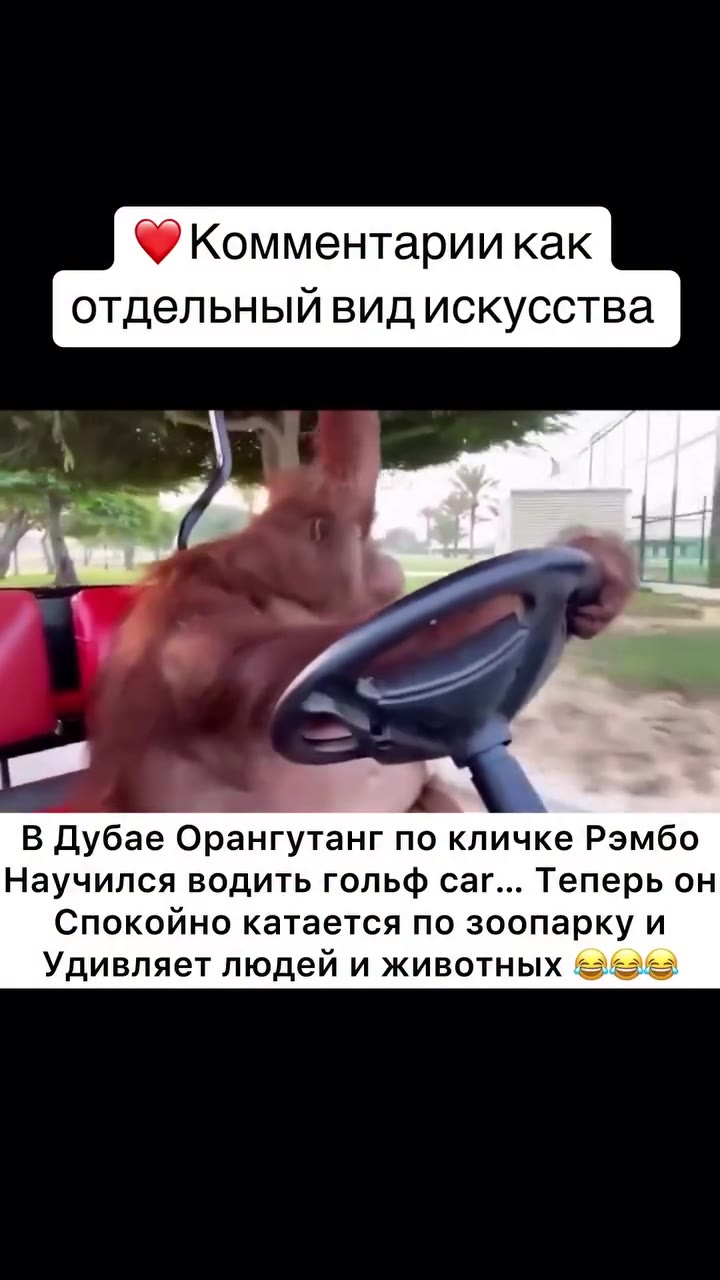 @ Комментарии как отдельныйвид искусства В Дубае Орангутанг по кличке Рэмбо Научился водить гольф саг... Теперь он Спокойно катается по зоопарку и Удивляет людей и животных Bee) отдельн ЫЙ вид искусст