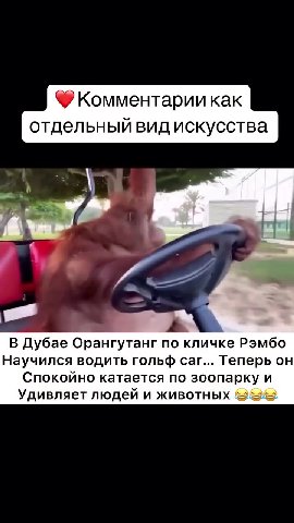 @ Комментарии как отдельныйвид искусства В Дубае Орангутанг по кличке Рэмбо Научился водить гольф саг... Теперь он Спокойно катается по зоопарку и Удивляет людей и животных Bee) отдельн ЫЙ вид искусст