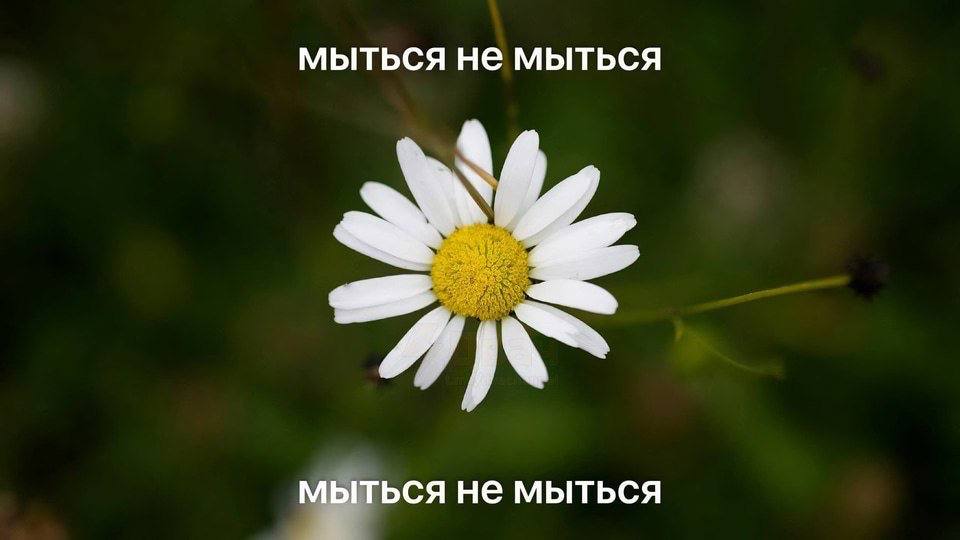мыться не мыться мыться не мыться