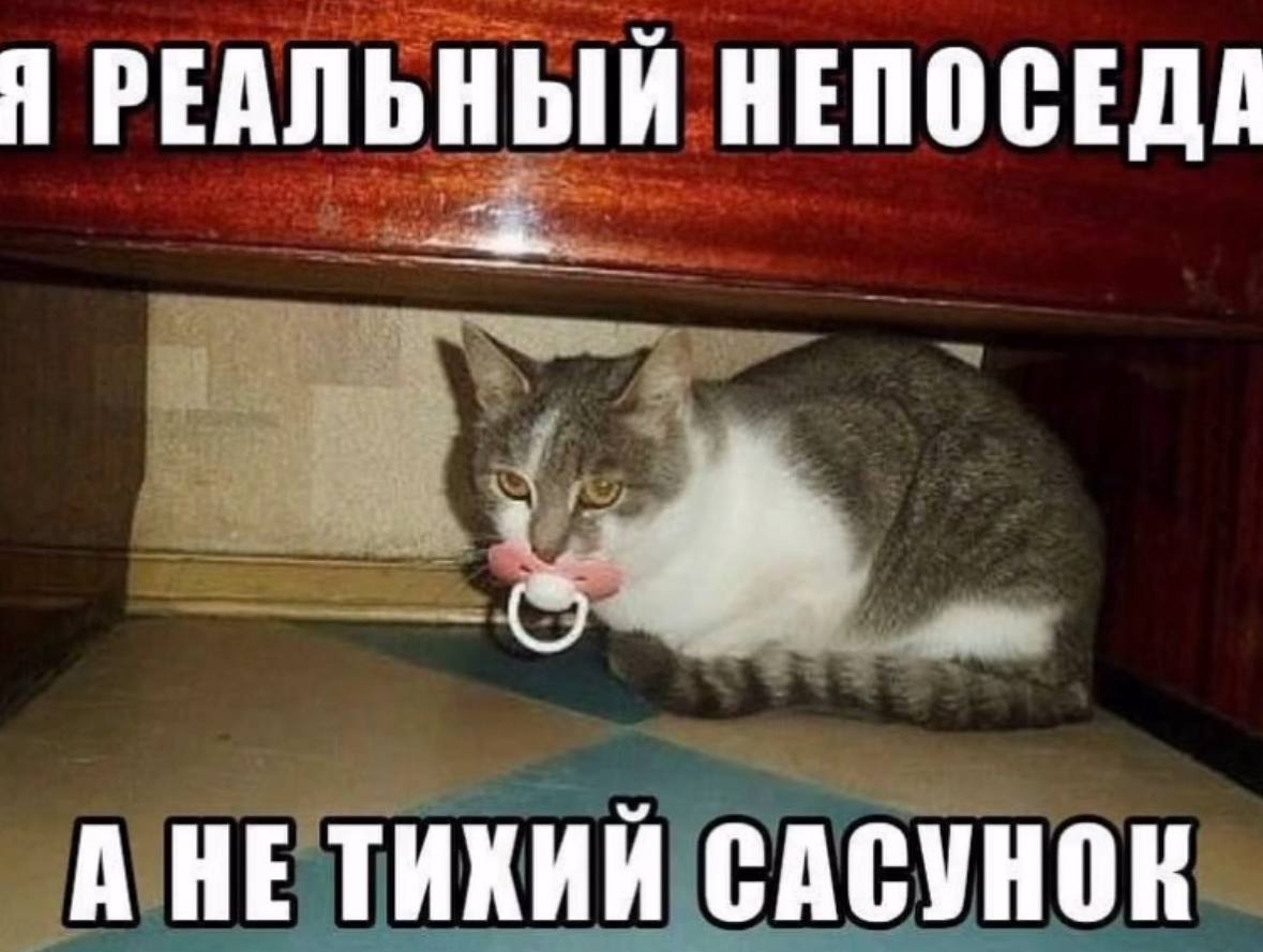 Я РЕАЛЬНЫЙ НЕПОСЕДА А НЕ ТИХИЙ САСУНОК