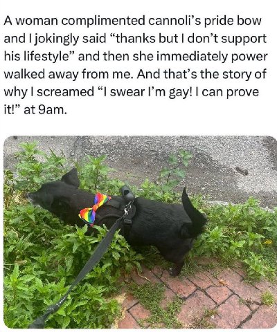 А complimented cannoli’s pride bow and jokingly said “thanks but don’t support his lifestyle” and then she immediately power walked away from me. And that’s the story of why screamed “I swear gay! can