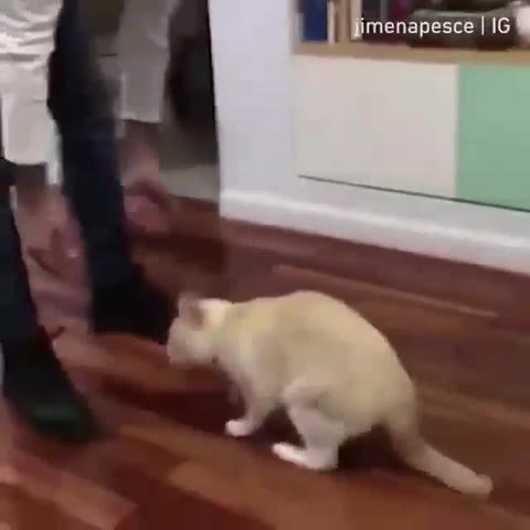 { Ч ы ФтепаревевТ ioe