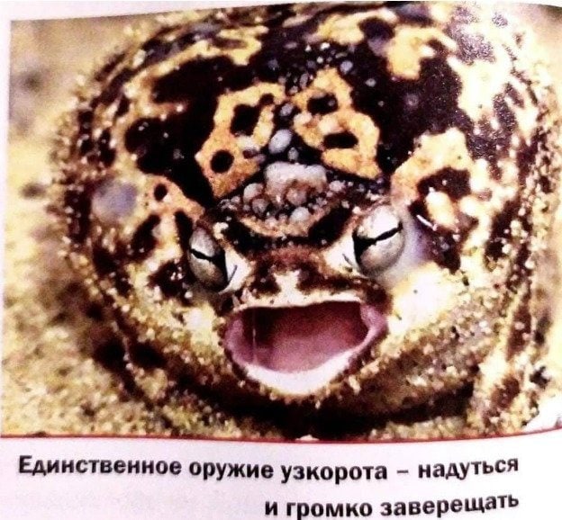 2 Единственное оружие узкорота надуться и громко заверещать