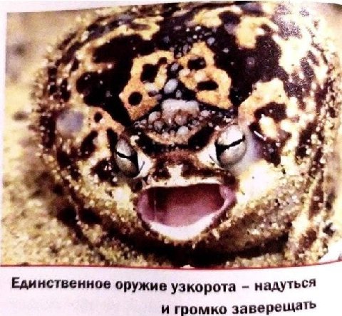 2 Единственное оружие узкорота надуться и громко заверещать