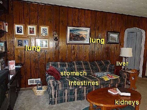 liver 7 kidneys