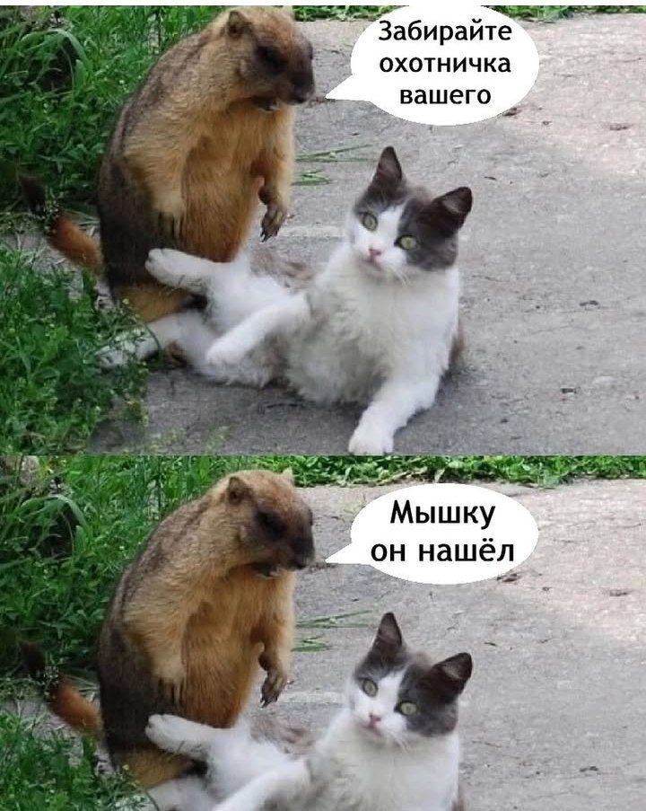 Забирайте охотничка вашего 4 Мышку он нашёл