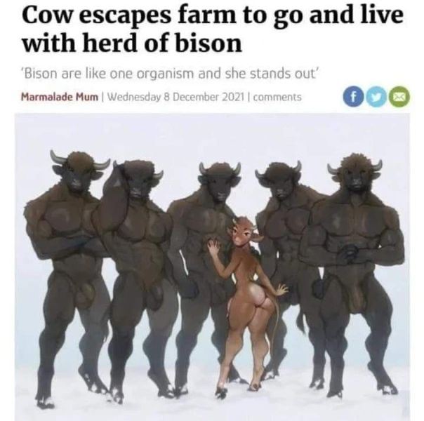 Cow escapes farm to and live with her Магта!аде Мит ооо