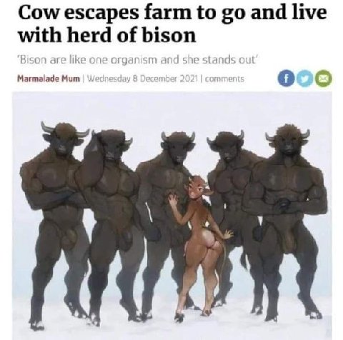 Cow escapes farm to and live with her Магта!аде Мит ооо