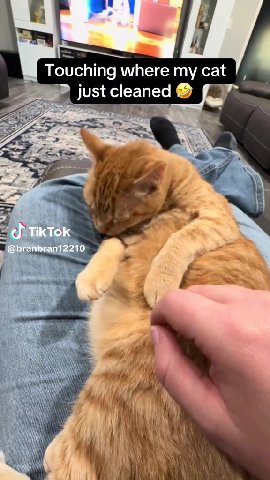 Touching where ту cat Г,