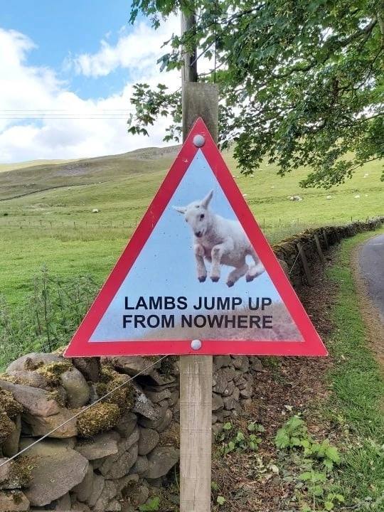 4 rey 4 Я LAMBS JUMP.UP.. FROM NOWHERE Has 2 1 a к we