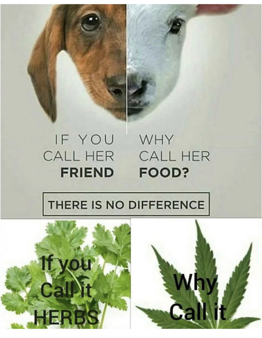 WHY CALL HER CALL HER FRIEND FOOD?