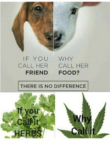 WHY CALL HER CALL HER FRIEND FOOD?