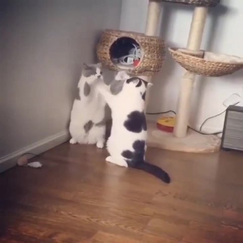 brutal cat fight