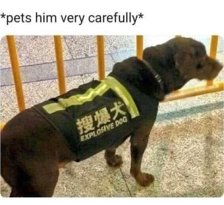 *pets him very carefully*