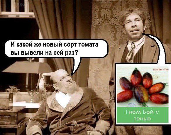 И какой же новый сорт томата вы вывели на сей раз? Гном Бой с тенью