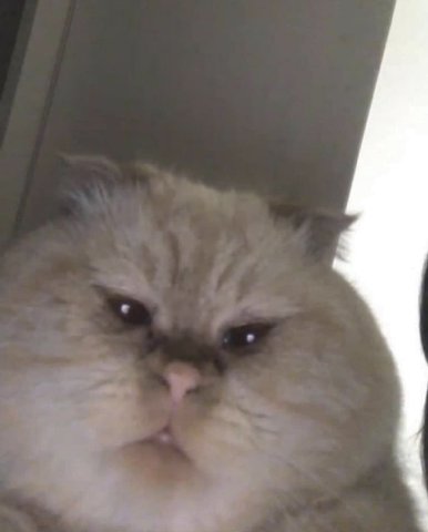 мем