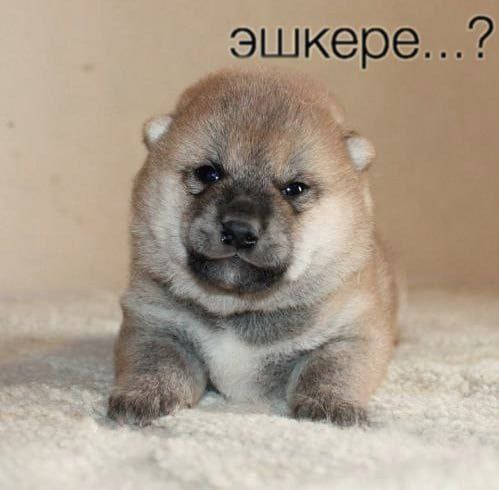 эшке