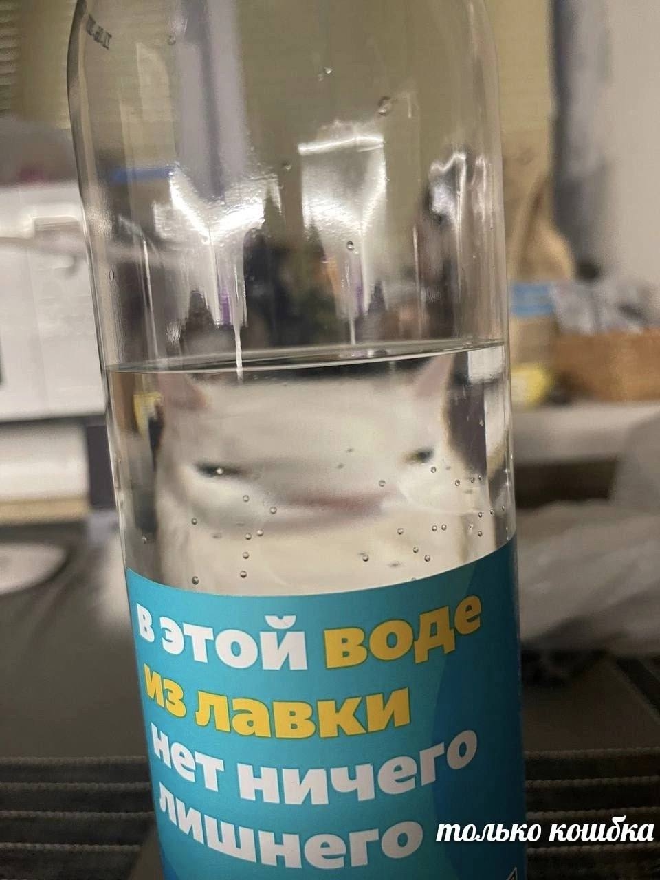 только кошдка