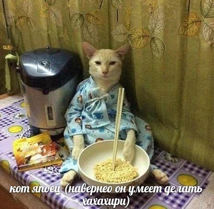 4 7 4 у 4 кот snée набернео он умеет делать ахири)