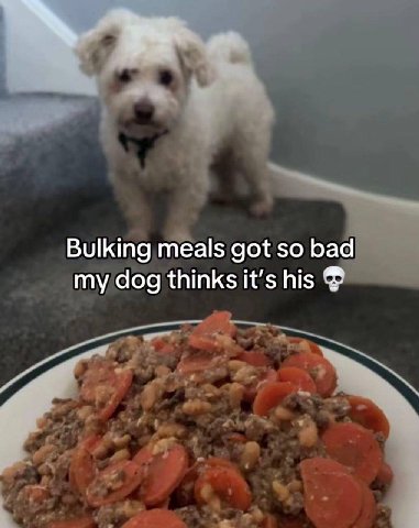 Bulking meals got so bad my dog thinks it's his