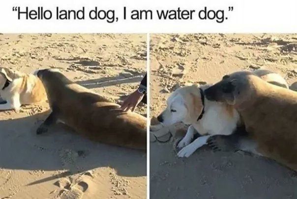 “Hello land dog, dog.” ello land dog, water dog. a я А A