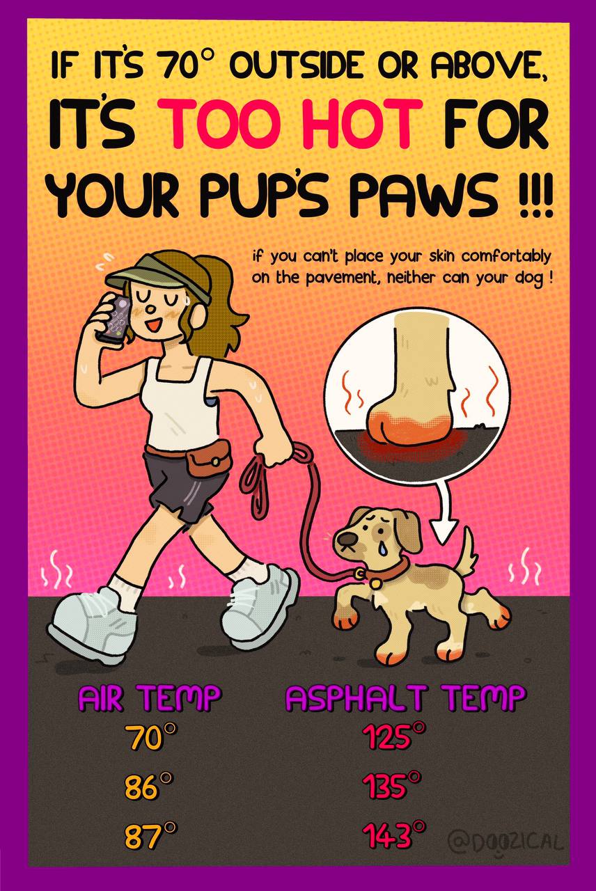 IF ITS 70° OUTSIDE OR ABOVE, ITS TOO HOT FOR YOUR PUPS PAWS if you can't place your skin comfortably on the pavement, neither can your dog 70” 86°