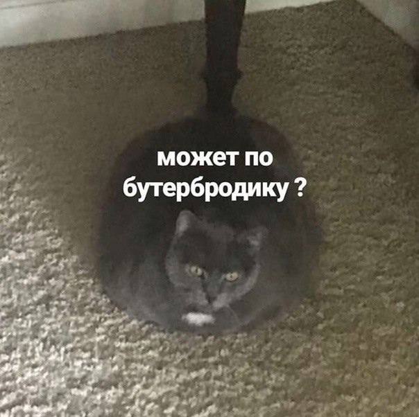 может по бутербродику