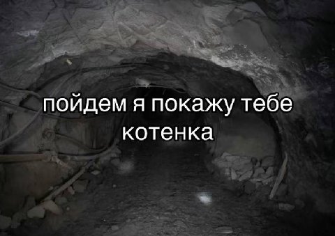 пойдем я покажу тебе котенка