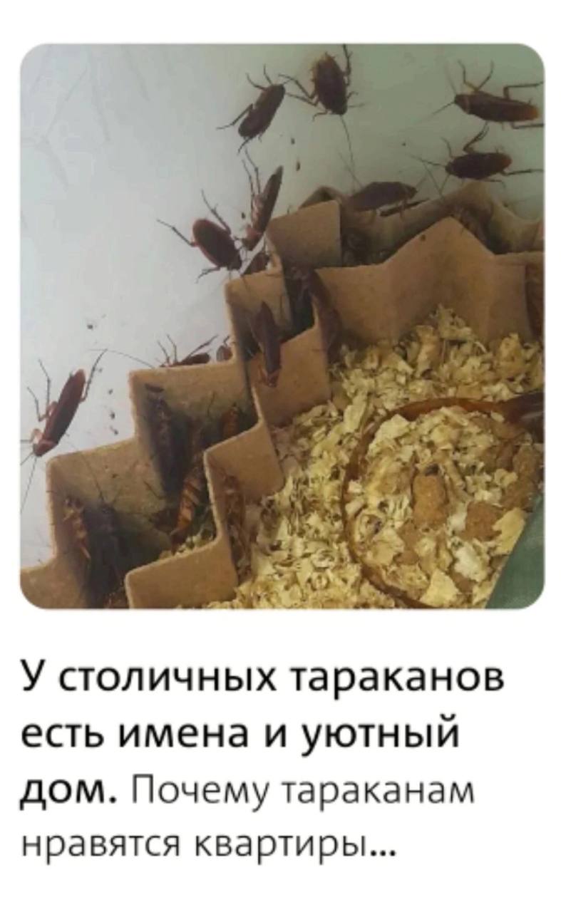 A 4 У столичных тараканов есть имена и уютный дом. Почему тараканам нравятся квартиры...