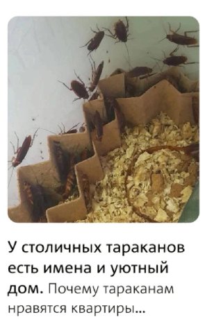 A 4 У столичных тараканов есть имена и уютный дом. Почему тараканам нравятся квартиры...