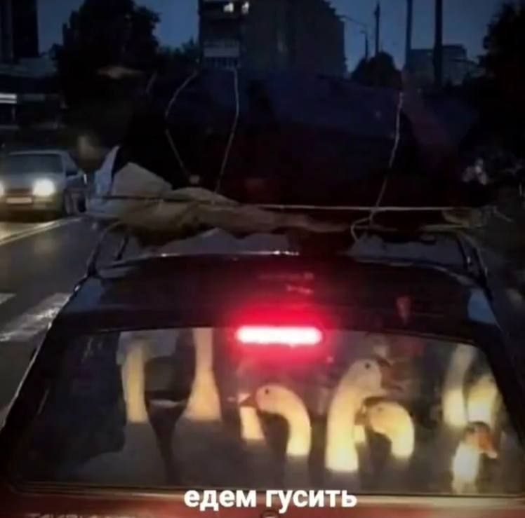 едем гусить