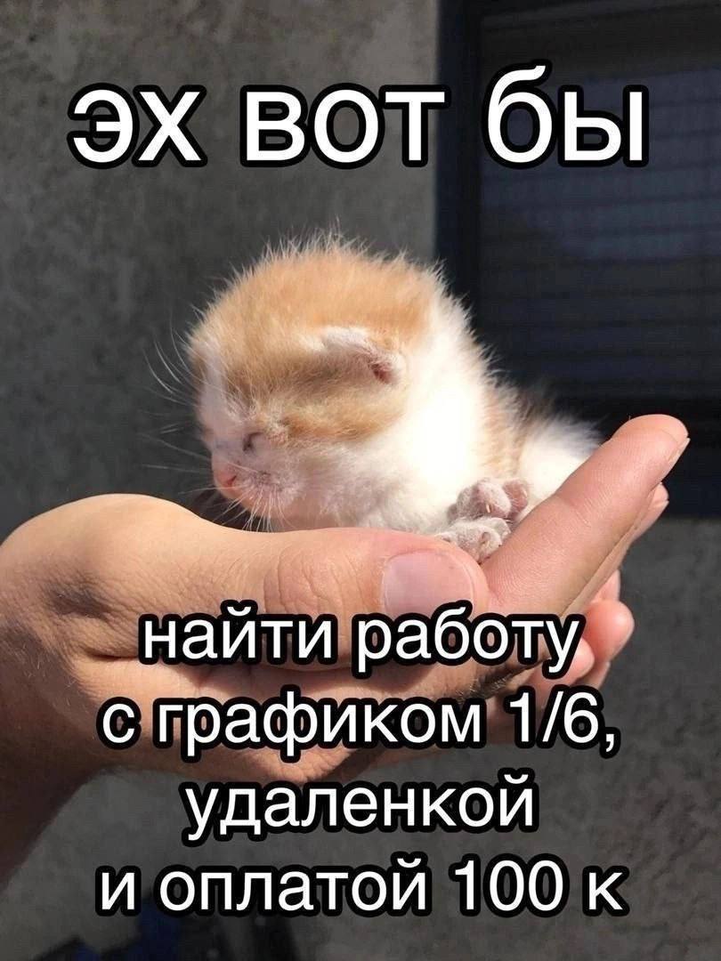 вот бы найти работу, с графиком 1/6, удаленкой и оплатой 100 к