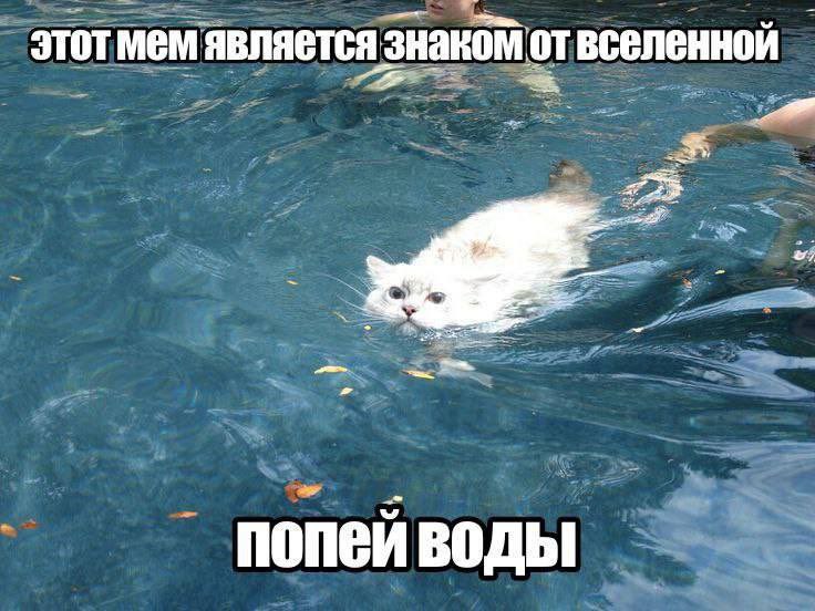 этотмем является знакомот вселенной попейводы