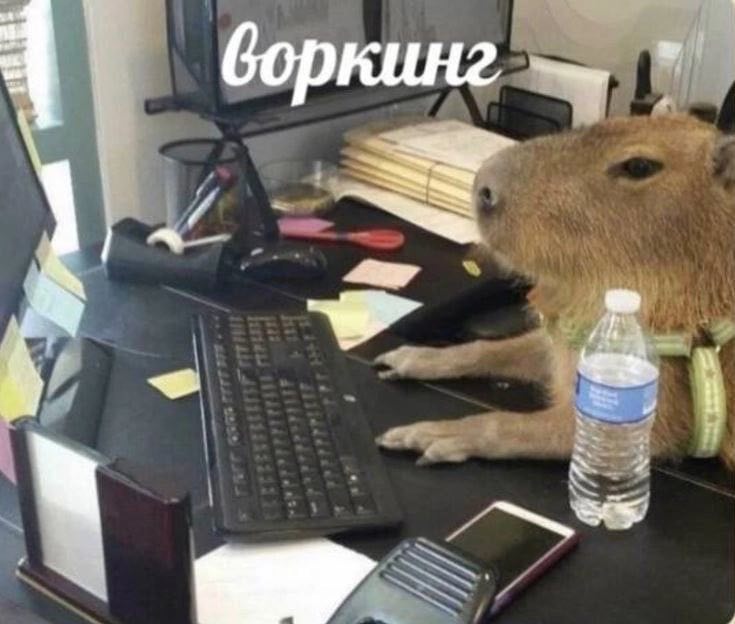 боркинг