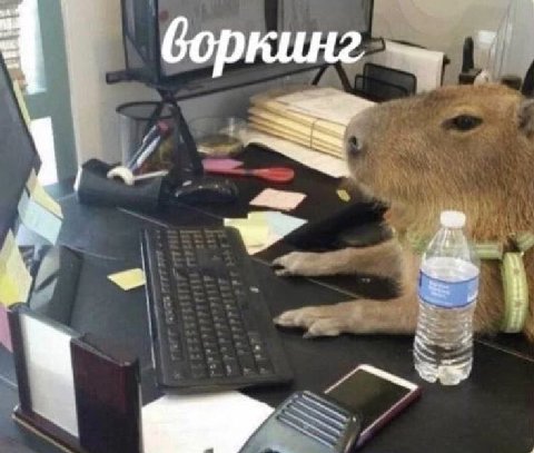боркинг