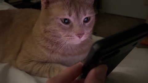 мем