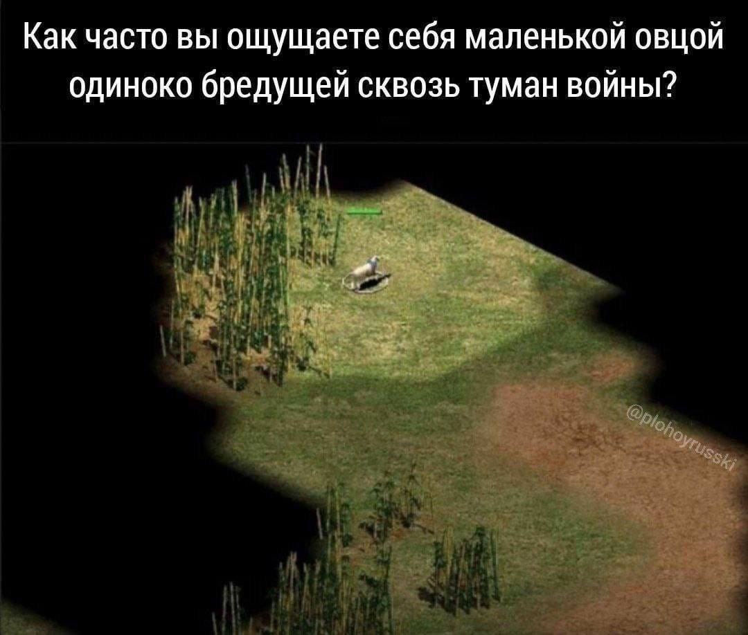Как часто вы ощущаете себя маленькой овцой одиноко бредущей сквозь туман войны?