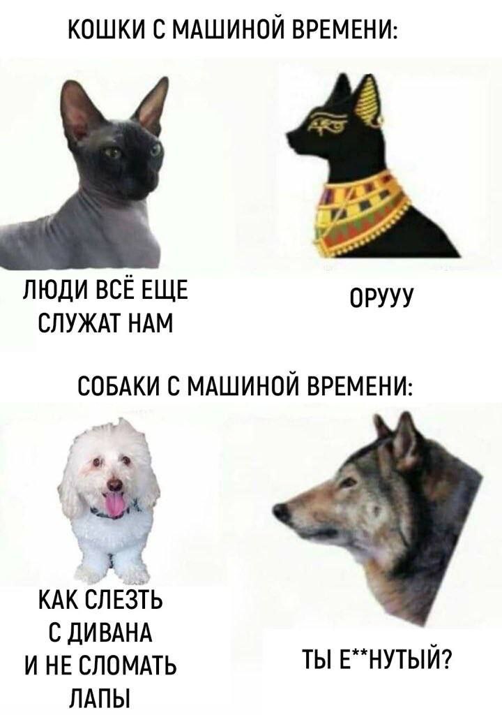 КОШКИ С МАШИНОЙ ВРЕМЕНИ: ЛЮДИ ВСЕ ЕЩЕ opyyy СЛУЖАТ HAM СОБАКИ С МАШИНОЙ ВРЕМЕНИ: 1 КАК СЛЕЗТЬ С ДИВАНА И НЕ СЛОМАТЬ ТЫ ЛАПЫ