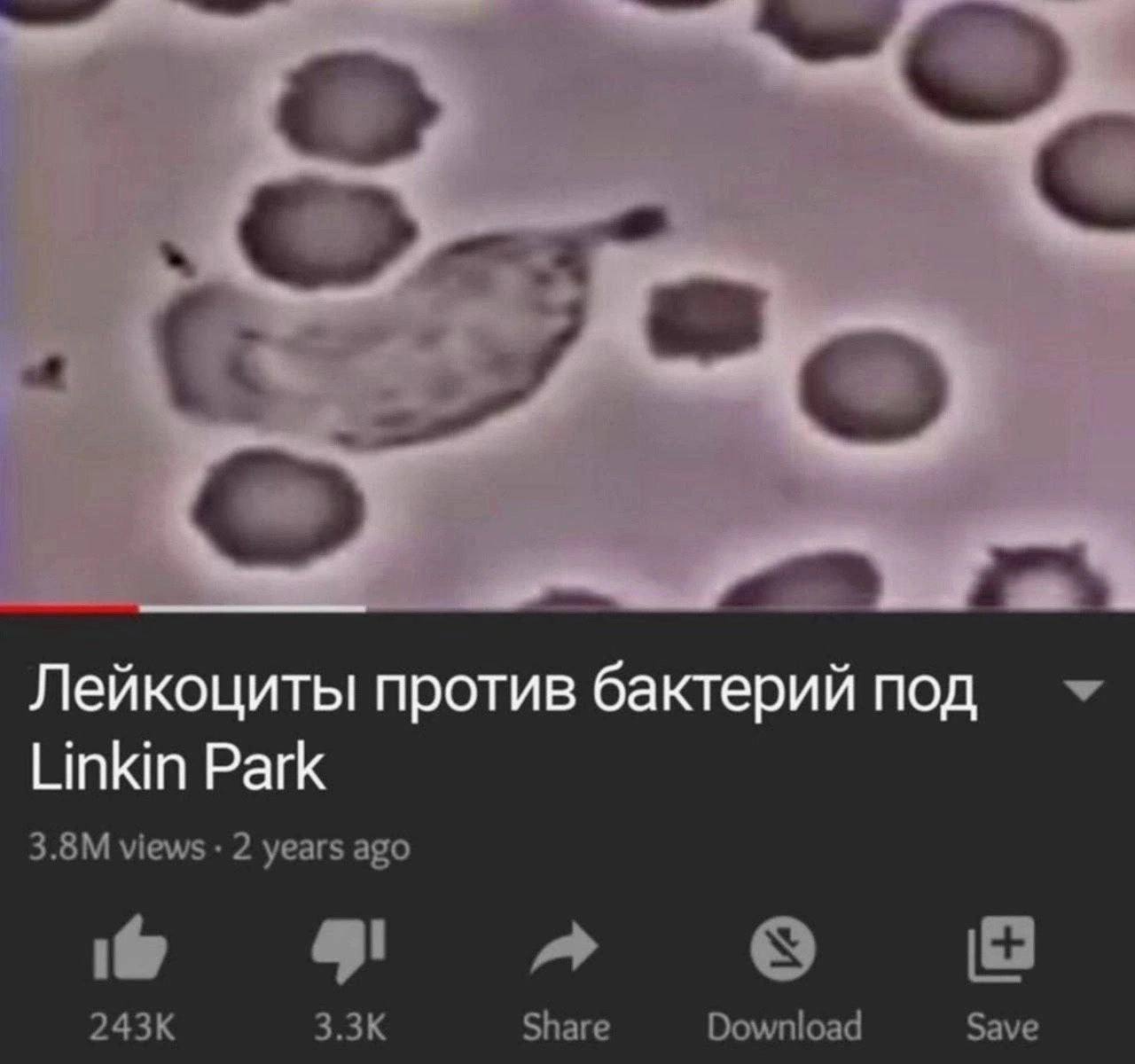 Лейкоциты против бактерий под Linkin Park views 2 years ago 9 243К Share Download Save
