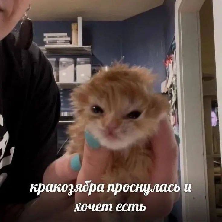 кракозядра проснулась и хочет есть