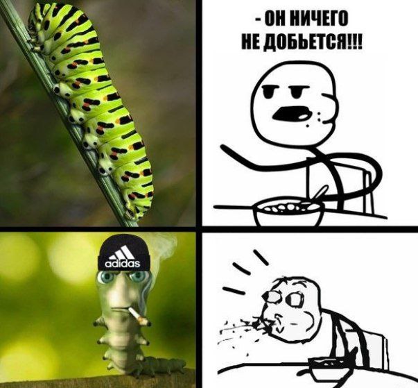 ОННИЧЕГО НЕ ДОБЬЕТСЯ!!! adidas