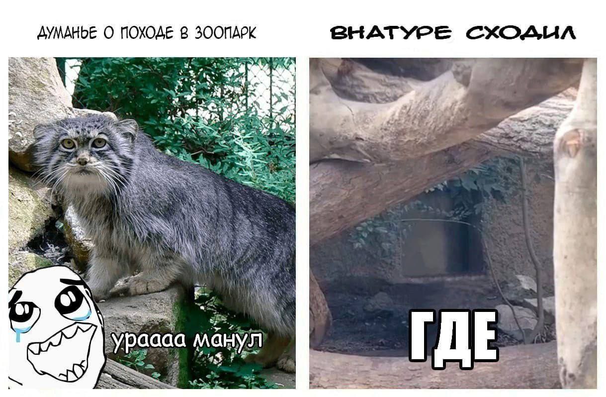 ДУМАНЫЕ О ПОХОДЕ 8 ЗООПАРК BHATYPE CXOAUA Yes So ypaaaa ГДЕ =A,