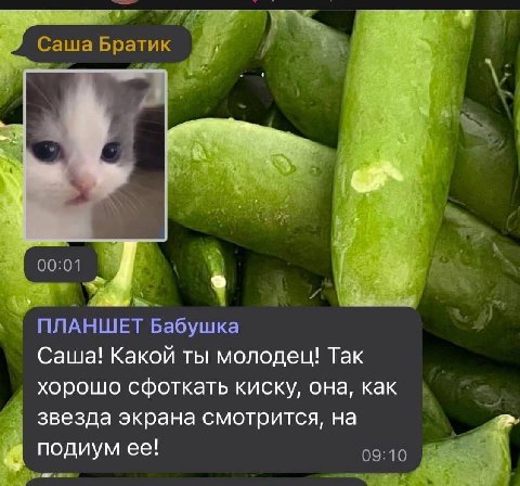 a 7 Саша Братик 4 4 A ПЛАНШЕТ Бабушка Саша! Какой ты молодец! Так хорошо сфоткать киску, она, как звезда экрана смотрится, на