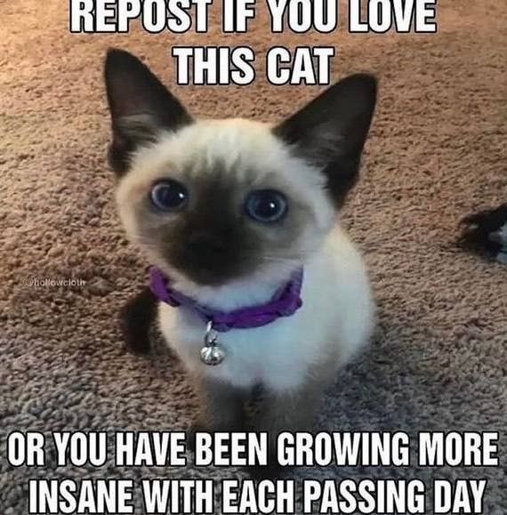 ТОО LOVE CAT OR YOU HAVE BEEN GROWING MORE INSANE WITH EACH PASSING DAY