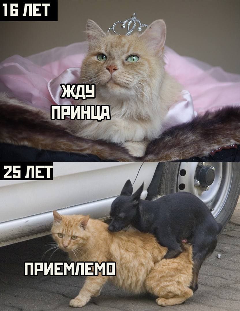 16 ЛЕТ ЖДУ ПРИНЦА ПРИЕМЛЕМО